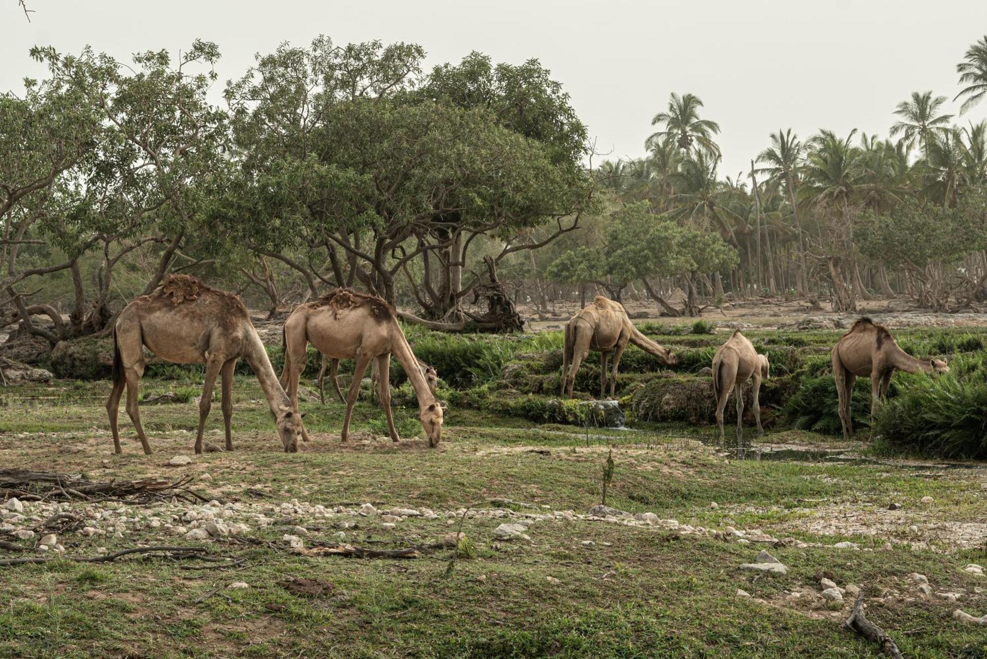Fanar Hotel & Residences Salála Exteriér fotografie Camels grazing in the park